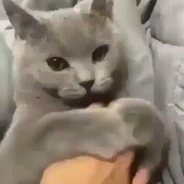 kote
