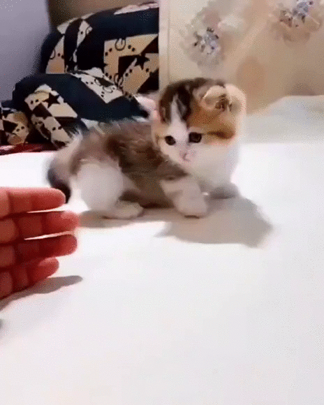 c21fb919d036153b8cc8f7594e08a4e5