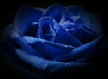 4__arnusha