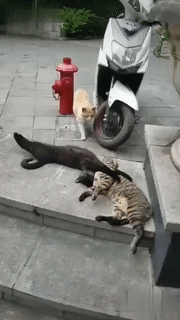 ezgif-4-2b37fe698fac