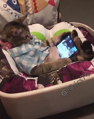 Кот смотрит сериал