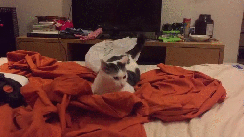 kote (2)