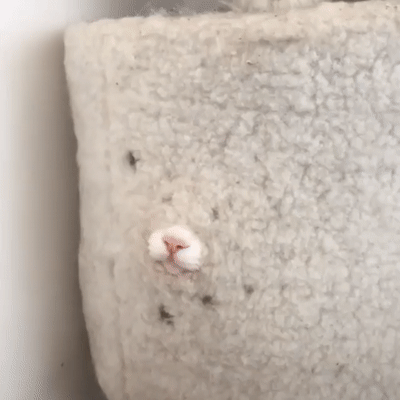 -котэ-5483685