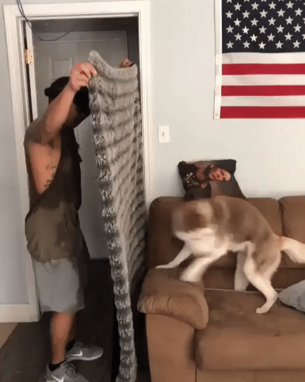 пес-пропажа