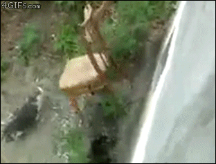 Cat-chair-elevator