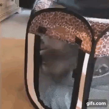 vk_com_animal_gif_2019_01442