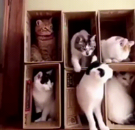 vk_com_animal_gif_2019_01439