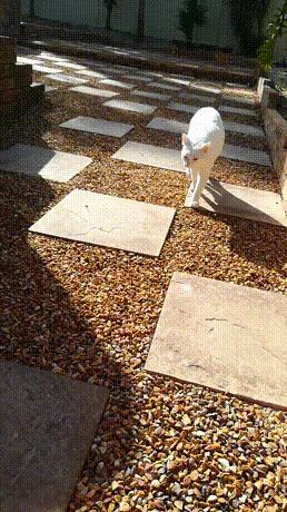 vk_com_animal_gif_2019_01440