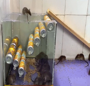 Крысоловка