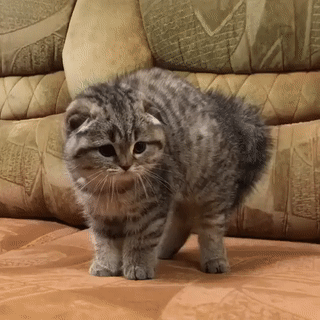 kote