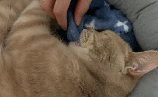 -котэ-одеяло-Уснул-5516467