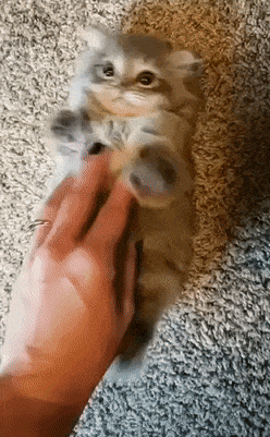 kote