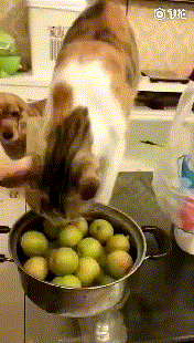 kote