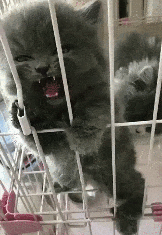 kote (2)