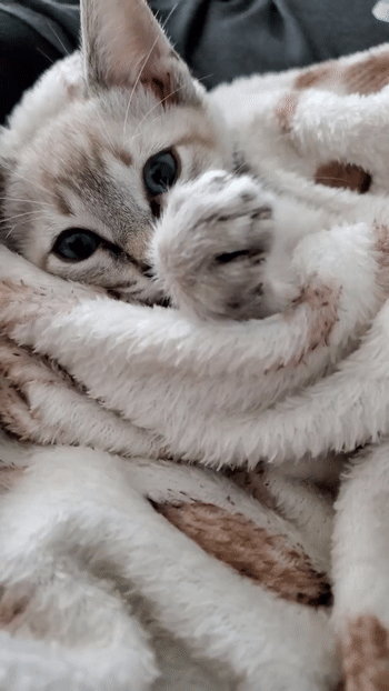-котэ-5523753