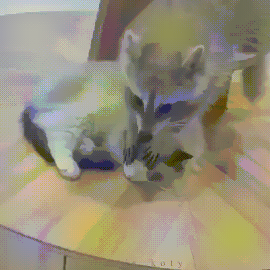 -живность-енот-котэ-5525880