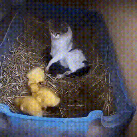 -живность-котэ-утки-5528109