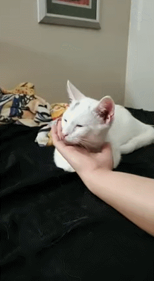 -котэ-зависть-5527989