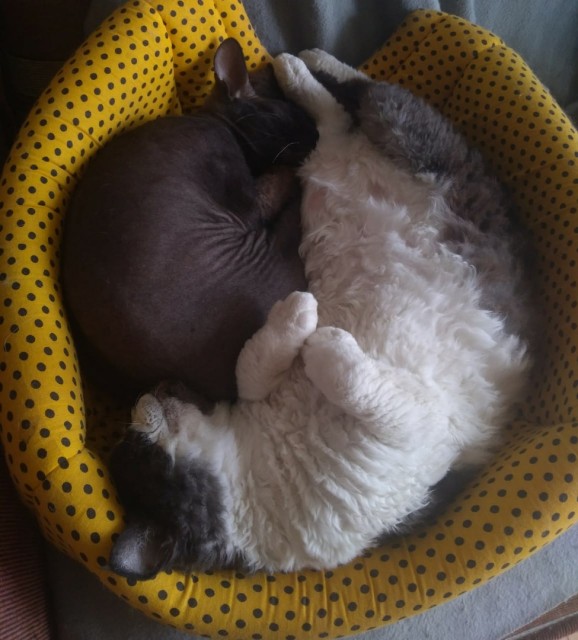 13.07.19_ Шерл с Толстым