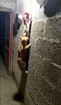 kote