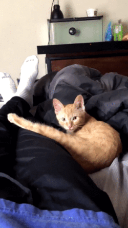 gif-kote-vzglyad-milota-2507