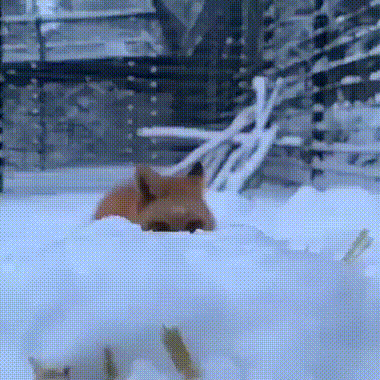 just_vid