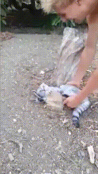 kote