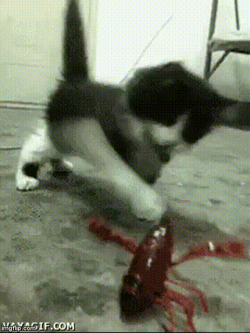 kot