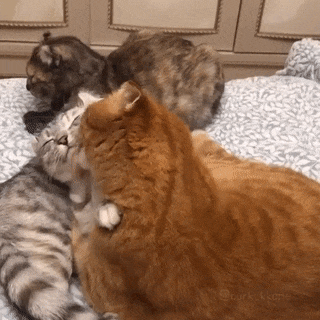 -котэ-5540025