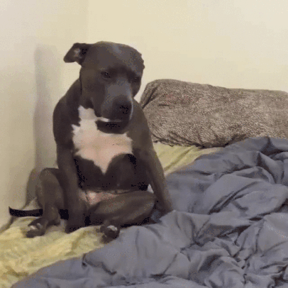 giphy_19