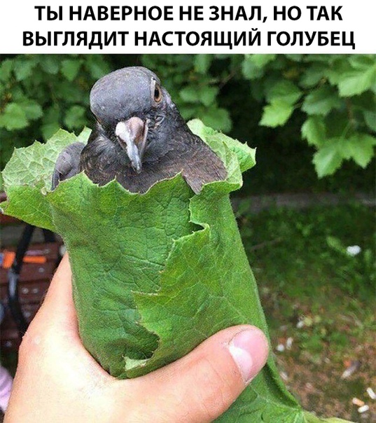 голубец