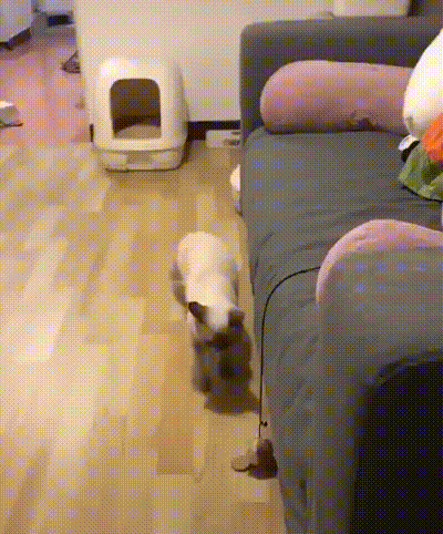 Kote_5