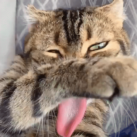 -котейка-лизь-умывашки-5547045
