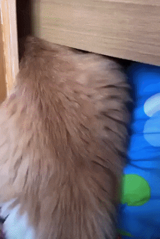 -котейки-5547764