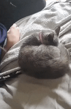 kote