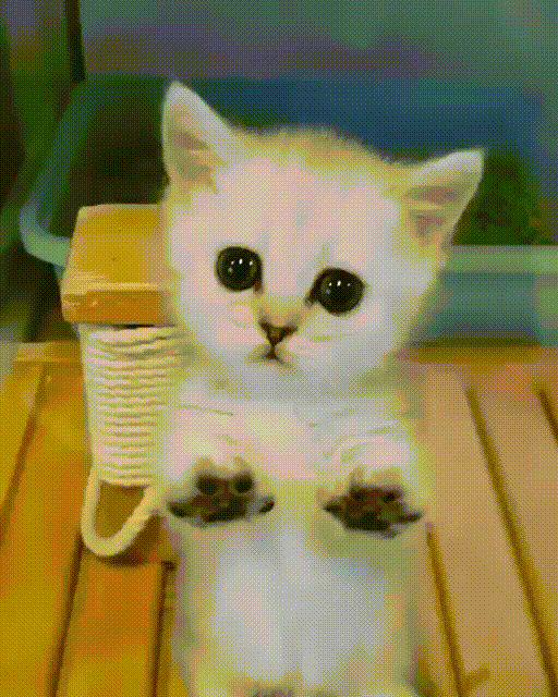 -котэ-за-стеклом-5552935