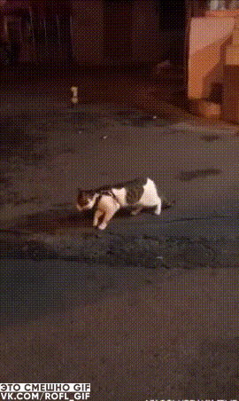 vk_com_rofl_gif