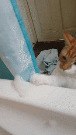 -котэ-мыльные-пузыри-5554631
