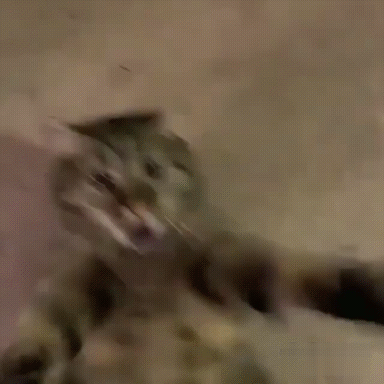 Хлопай лапами