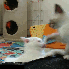 vk_com_animalfunny_0028