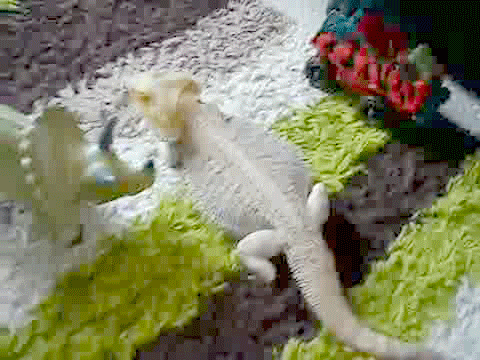 vk_com_animalfunny_0021