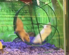 Хомяк повис