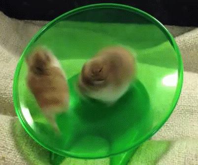 Хомяк в тарелке