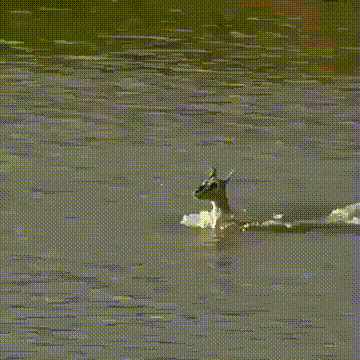 Mat_spasaet_svoyo_detya_zhertvuyu_soboy