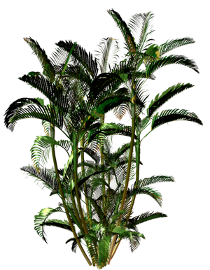 palm2
