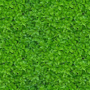 foliage-texture_,2820,29.jpg.pagespeed.ce.Hj8JV5HWS1