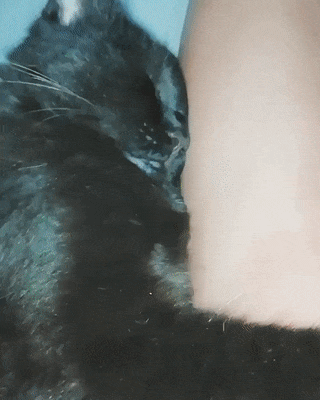 kote