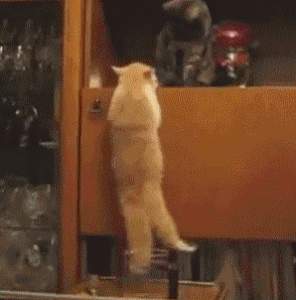 vk_com_animalfunny_0113