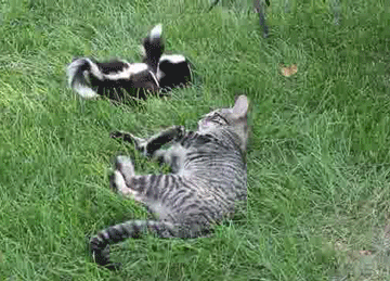 vk_com_animalfunny_0161