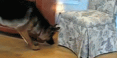 vk_com_animalfunny_0159